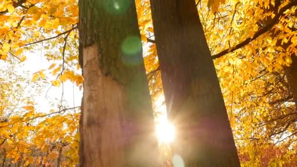 Yellow autumn forest. Bright glare of the sun shines through the trees. Camera in motion - Video