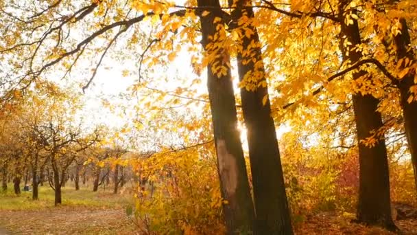 Kirkkaat auringonsäteet syksyllä metsässä. Värikäs maisema keltaisia puita. Kamera liikkeessä
 - Materiaali, video