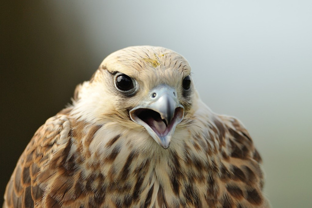 Lanner Falcon portrait - Photo, Image
