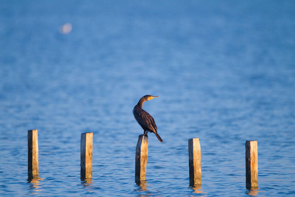 Cormorant in the wilderness - Photo, Image
