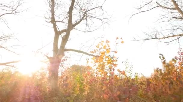 Trees without leaves. Autumn city landscape. Slow motion. Bright rays of the sun - Video