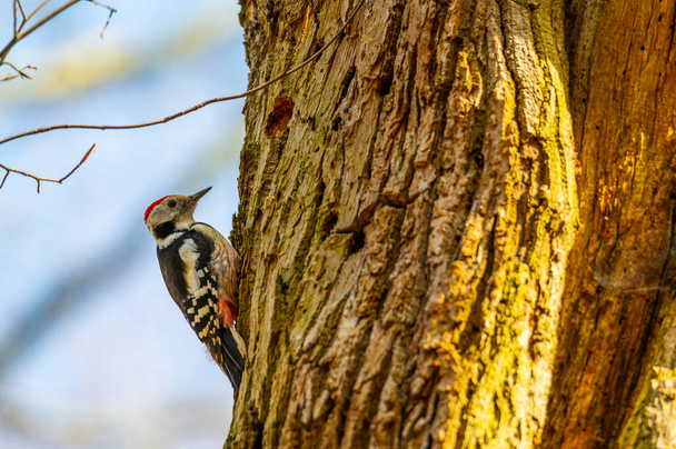 Gran pájaro carpintero manchado está en un árbol podrido y está buscando comida
 - Foto, imagen