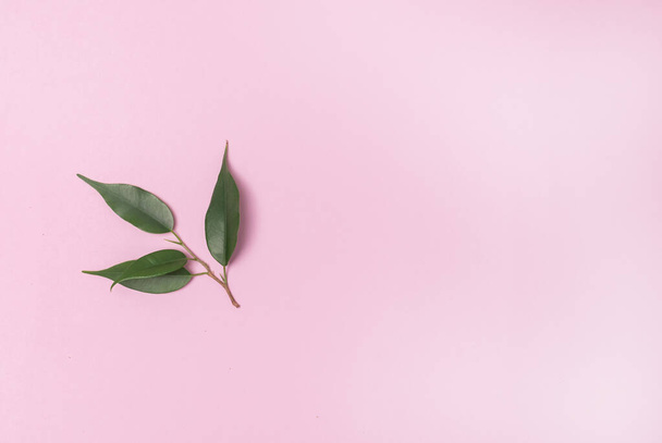 Young Green Leaf background Pink Background Horizontal - 写真・画像