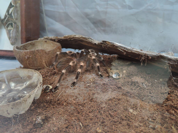 Tarantula Spider Arachnida Exotic Pets - Photo, Image