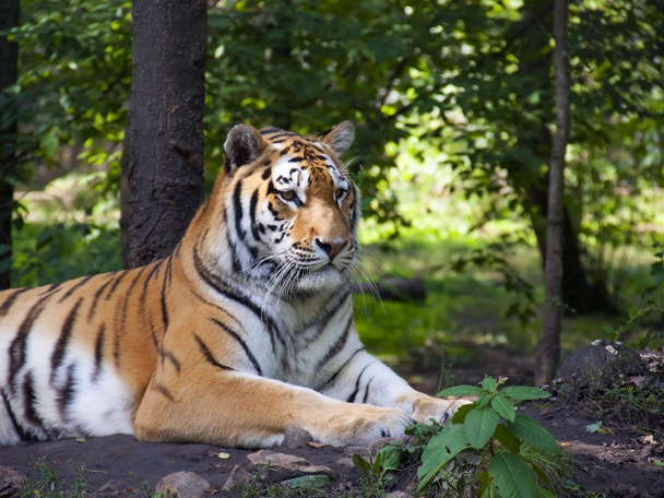 Amur tiger - Fotó, kép