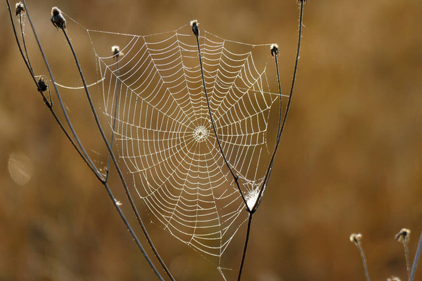 Kaunis hämähäkinverkko valokuvattu heti aamulla Bulgarian vuorilla. - Valokuva, kuva