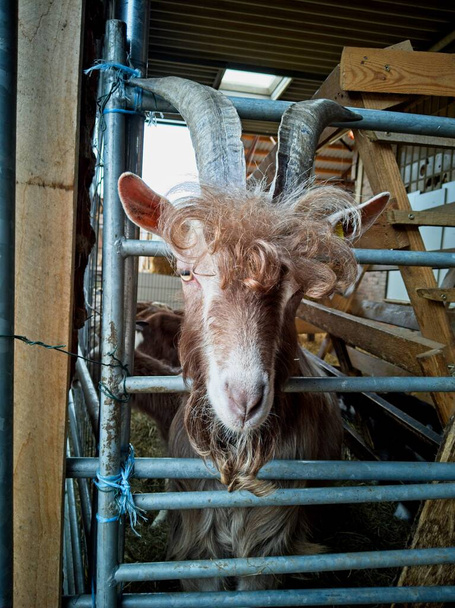 Крупный план на коричневой голове козы с большими рогами, торчащими из-за металлических стержней забора в сарае
 - Фото, изображение