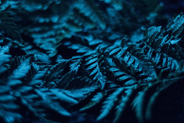 Pianta blu foglie di notte come sfondo botanico surreale, design minimale
 - Foto, immagini