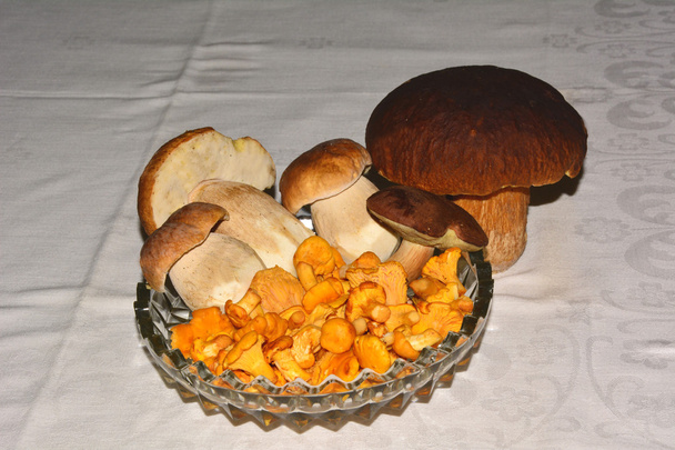 Mushrooms - Photo, Image