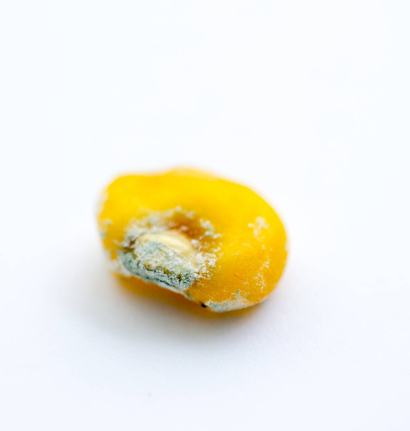 pourriture fongique sur une graine de maïs plan rapproché, image peu profonde dof
 - Photo, image