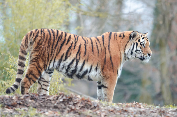 Tigre siberiano en la naturaleza
 - Foto, Imagen