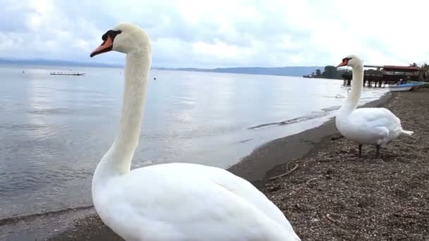 κύκνοι λίμνης - Πλάνα, βίντεο