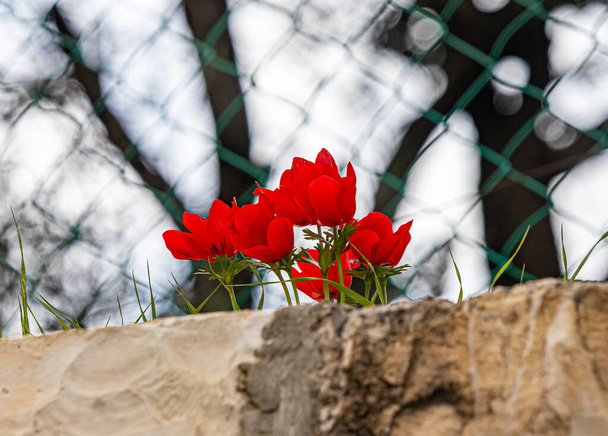 Varias Anémonas rojas crecen en una valla de piedra en Silwan, la región árabe de la ciudad de Jerusalén en Israel
 - Foto, imagen