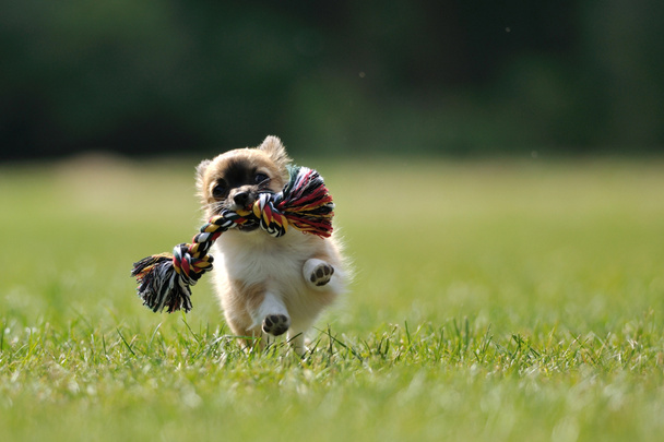 Chihuahua cucciolo gioco con giocattolo in mano donna
 - Foto, immagini