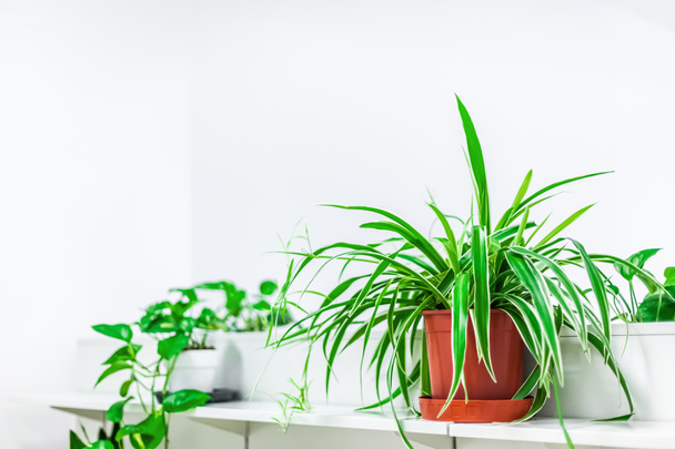 Yeşil saksı bitkileri beyaz arka planda ev dekorasyonu. Ev işleri konsepti. Işıl ışıl İskandinav tarzıyla kapalı bahçe - Fotoğraf, Görsel