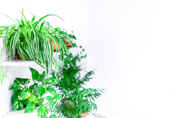 Verde maceta de plantas de interior decoración casera sobre fondo blanco. Concepto de jardinería doméstica. Jardín interior en estilo escandinavo luz brillante - Foto, Imagen