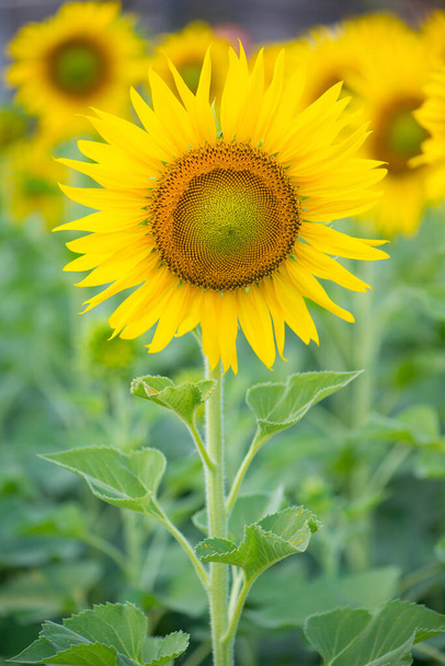Słonecznik na naturalnym tle. Słonecznik kwitnący w ogrodzie - Zdjęcie, obraz