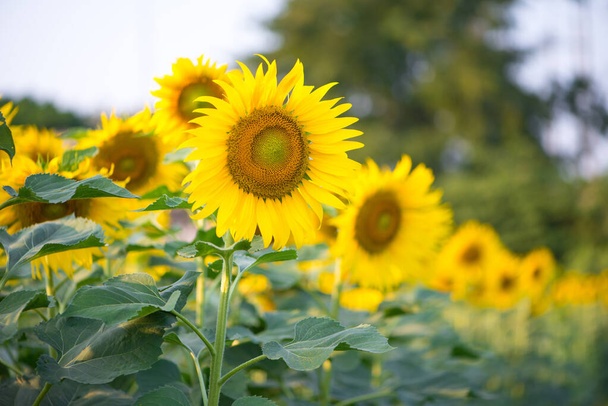 Auringonkukka luonnollisella taustalla. Auringonkukka kukkii puutarhassa
 - Valokuva, kuva