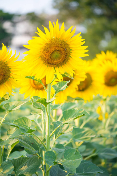 Auringonkukka luonnollisella taustalla. Auringonkukka kukkii puutarhassa
 - Valokuva, kuva