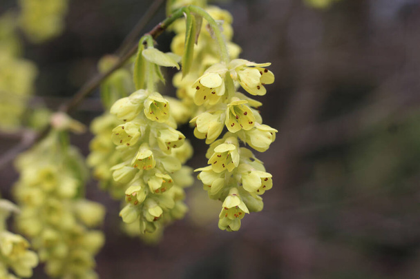 The beautiful very early spring flowers of Corylopsis spicata, in close up, with copy space. A member of the witch hazel family it is a native to east Asia. - Photo, Image