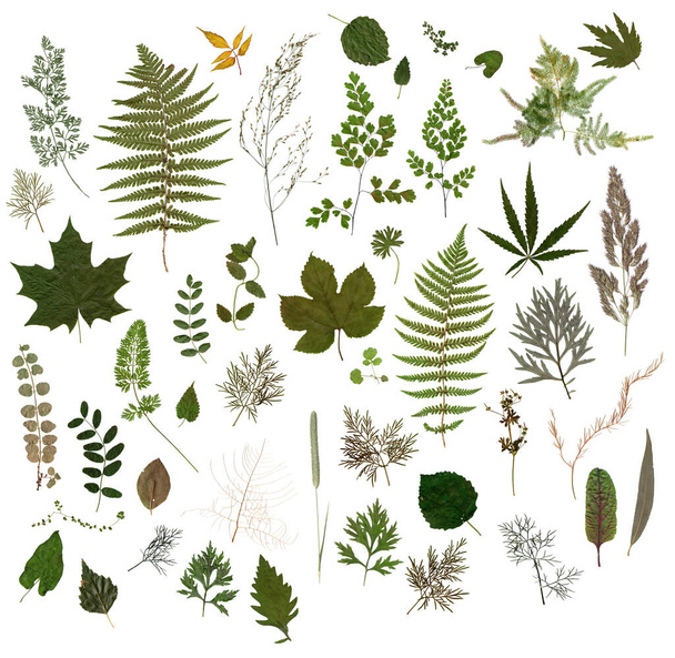 Herbarium - Verzameling van gedroogde bladeren  - Foto, afbeelding