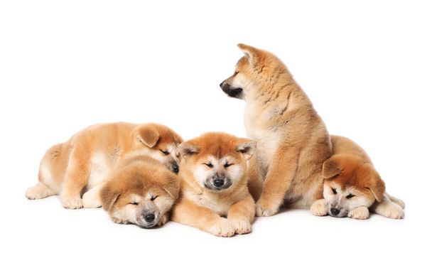 Симпатичные щенки акита-ину на белом фоне. Детские животные
 - Фото, изображение