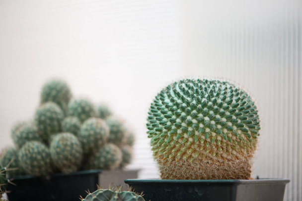 Cactus Mammillaria en maceta
 - Foto, imagen