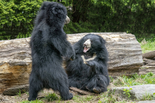 ursos preguiça enquanto luta e jogar
 - Foto, Imagem