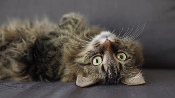 Roztomilý tabby domácí kočka leží na zádech a sleduje objekt v zákulisí - Záběry, video