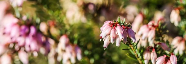 Pink Erica carnea flowers (winter Heath) in the garden in early spring. Floral background, botanical concept - Photo, Image