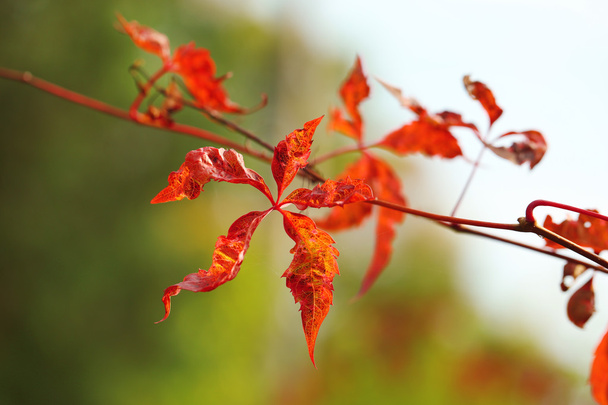 Red leaves on bright background - Foto, Bild
