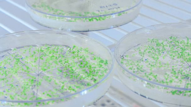 Primer plano de cultivos en placas de Petri en el refrigerador del laboratorio de biociencia. Concepto de ciencia, laboratorio y estudio de enfermedades
. - Foto, imagen