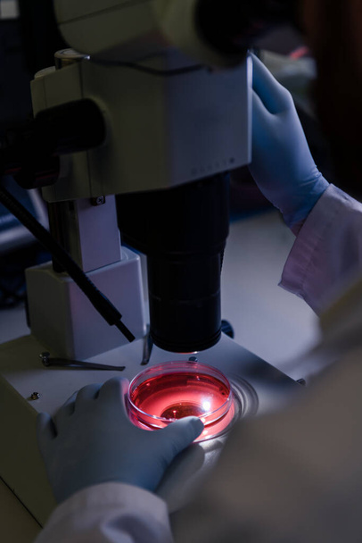 Ο επιστημονικός χειρισμός ενός ελαφρού στερεομικροσκοπίου εξετάζει μια καλλιέργεια σε ένα τρυβλίο Petri για φαρμακευτική βιοεπιστημονική έρευνα. Έννοια της επιστήμης, εργαστήριο και μελέτη των ασθενειών. - Φωτογραφία, εικόνα