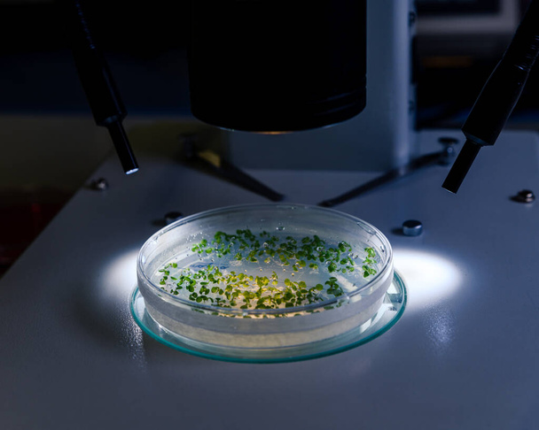 Culture in a petri dish under a light stereomicroscope is examined for pharmaceutical bioscience research. Concept of science, laboratory and study of diseases. - Photo, Image