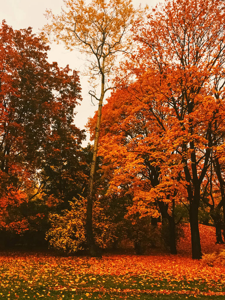 Naturaleza otoñal en el parque, hojas de otoño y árboles al aire libre
 - Foto, imagen