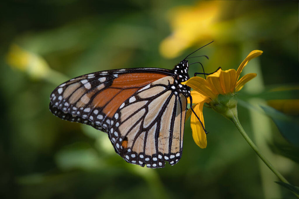 Una farfalla monarca che sorseggia nettare da un fiore giallo
 - Foto, immagini