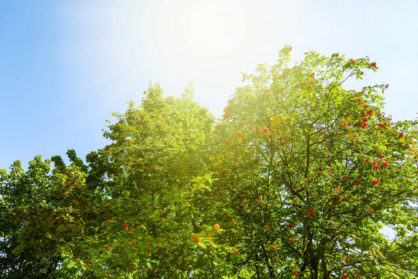 Прекрасна сонячна весна і літня природа, дерева в парку і відкритому ландшафті
 - Фото, зображення