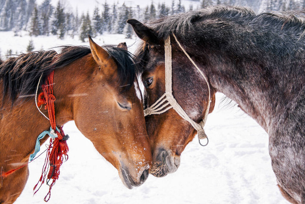 winter horses portrait on snow on a snowy background. - Photo, image