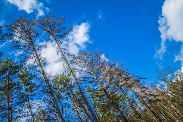 Trees in a forest seen upwards against a blue sky with some white clouds - Photo, Image
