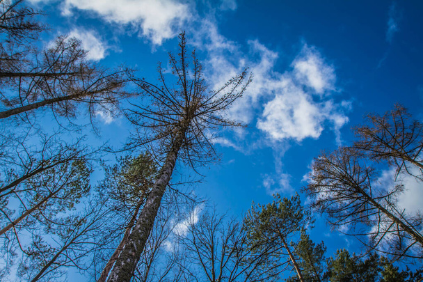 Trees in a forest seen upwards against a blue sky with some white clouds - Fotó, kép