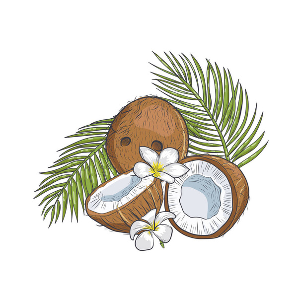 Coco marrón con flores tropicales y hojas de primer plano. Antiguo coco medio agrietado con hojas tropicales aisladas sobre fondo blanco
. - Vector, Imagen