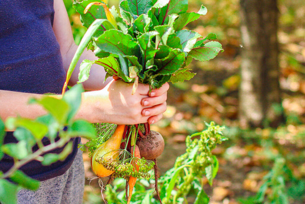 frisches Gemüse in der Hand, Bio-Ernte (Zwiebeln, Knoblauch, Rüben, Karotten, Dill und andere gesunde Zutaten) Menükonzept Hintergrund. Ansicht von oben. Kopierraum für Text - Foto, Bild