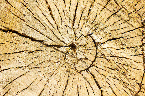 abstracte achtergrond van schors og boom, houten behang - Foto, afbeelding