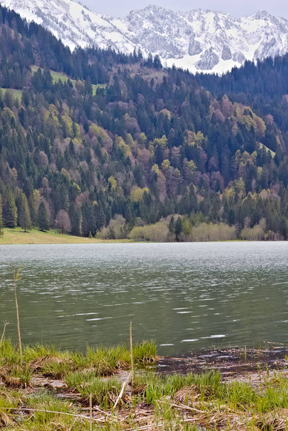 Paysage pittoresque à Schwarzsee à Fribourg. Herbe poussant dans le lac avec des collines verdoyantes et la forêt menant à des sommets enneigés de montagne
. - Photo, image