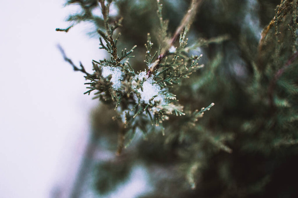 juniper branches are covered with fluffy snow in early winter or spring. - Zdjęcie, obraz