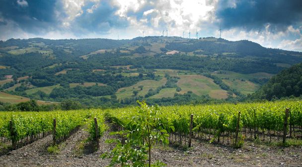 Οι λόφοι του Scansano κοντά στο Κάστρο του Montepo καλλιεργούνται με αμπελώνες για την παραγωγή του Morellino κρασί, ονομασία ελεγχόμενης και εγγυημένης προέλευσης. Grosseto, Τοσκάνη, Ιταλία - Φωτογραφία, εικόνα