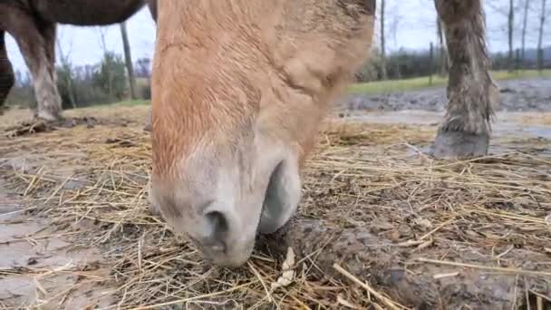 Rood blond isabellapaard eet droog hooi of stro in de afgesloten ruimte van een paardenboerderij. - Video