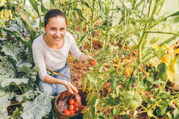 Garten- und Landwirtschaftskonzept. Junge Landarbeiterin mit Korb, der frische reife Bio-Tomaten pflückt. Treibhausgase. Produktion pflanzlicher Nahrungsmittel. Tomaten wachsen im Gewächshaus - Foto, Bild