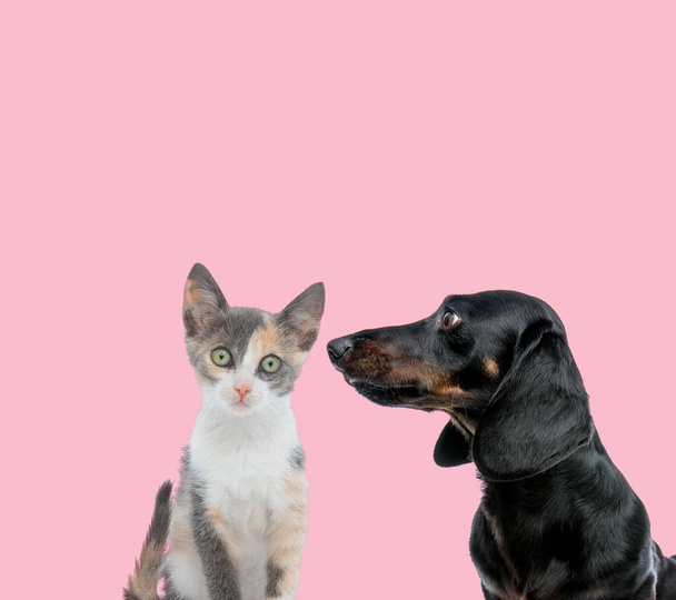 команда Метис Кэт и Теккель Такшунд на розовом фоне
 - Фото, изображение