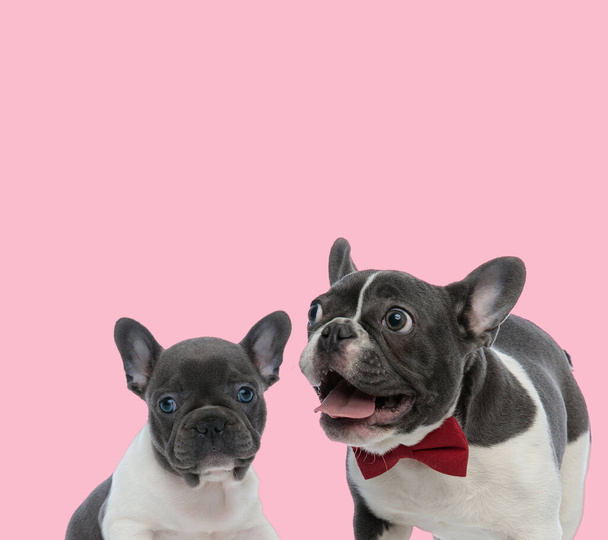 team of two french bulldogs panting and wearing red bowtie on pink background - Photo, Image
